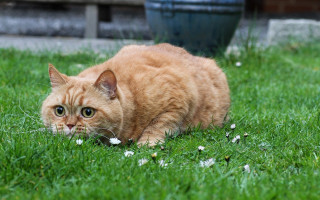 Cat grass flower bluepot surreal - surrealism free wallpaper