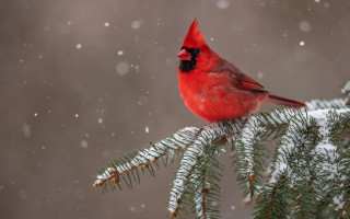 Red bird pine snow falling - a red bird free wallpaper