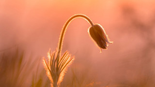 Flower stem grass sunset sky - arie smit free wallpaper