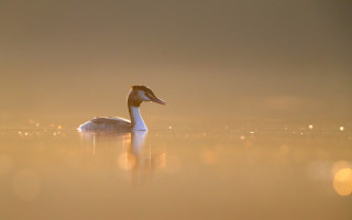 Duck lake forest sunset impressionism - sunset time free wallpaper