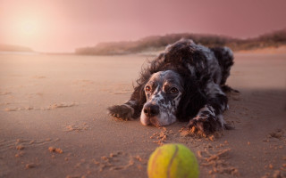 Dog beach tennisball pinksky tiltshift - a pink sky in the background free wallpaper for desktop