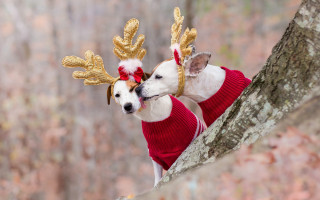 Reindeer dogs woods sweater blurry - two dog free wallpaper