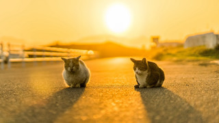 Cats sunset beach horizon dusk - two cat free wallpaper for desktop