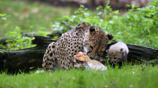 Cheetah cub playing food grass - tree trunk free wallpaper