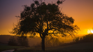 Tree sunset fog backlighting autumn - the air behind free wallpaper
