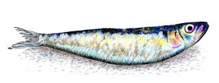 Long tail fish drawing image - illustration free wallpaper for desktop
