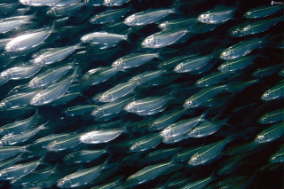 Fish swimming together water bunch - they free wallpaper for desktop