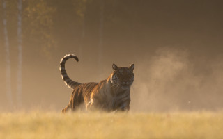 Tiger running grass trees dust - a tiger free wallpaper for desktop