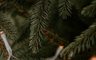 Christmas white ornament bamboo fireworks - ernest william christmas free wallpaper