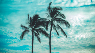 Palm trees grass sky clouds - a couple of palm trees free wallpaper