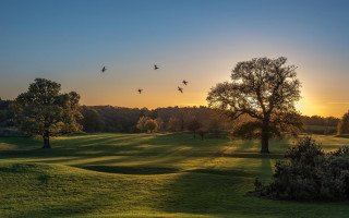 Dawn sunset tree birds nature - winning free wallpaper for desktop