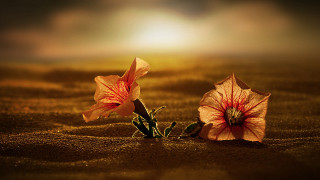 Sunset flower sand blowing orange - beautiful composition free wallpaper