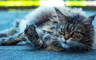 Cat open eyes blurry background 2 - sharp claw free wallpaper