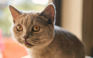 Cat surprised look ascii background - ascii art free wallpaper