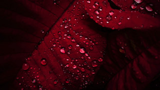 Red leaf water droplets macro 6 - a red leaf free wallpaper for desktop