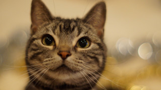 Cat shiba inu blurry background 4 - a blurry background behind free wallpaper