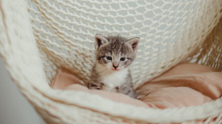Small kitten hammock bed pink - a pink blanket free wallpaper