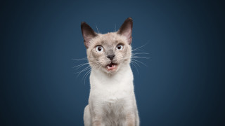 Surprised cat blue background open - professional photo free wallpaper