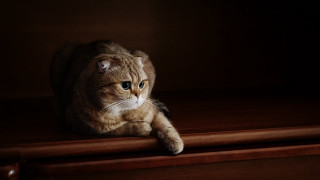 Cat sitting wooden shelf dark - still free wallpaper