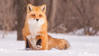 Red fox sitting snow curious - a curious look free wallpaper