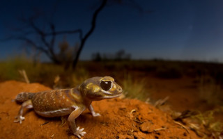 Small lizard dirt hill tree - a small lizard free wallpaper