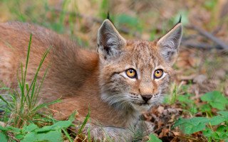 Kitten grass curious nature animals - a curious look free wallpaper