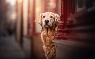 Dog sad looking camera outside - his face free wallpaper