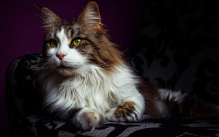 Black cat renaissance portrait purple - chair free wallpaper