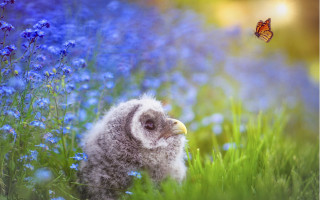 Small bird blue flowers butterflies - blue flower free wallpaper