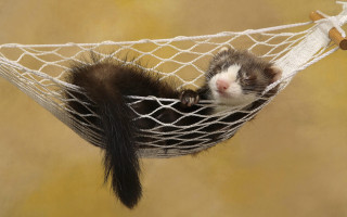 Ferret hammock toy brown background - a toy free wallpaper