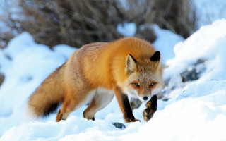 Fox snow woods walking primitivism - a fox free wallpaper