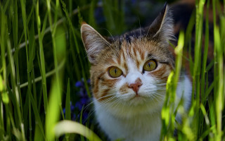 Cat grass flowers blurry background - beatrix potter free wallpaper