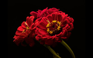 Red flower vase black background 2 - two red flower free wallpaper