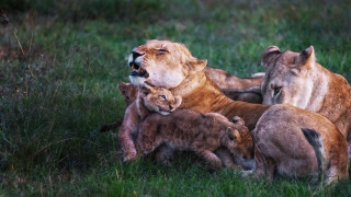 Lions playing in grass day - its tooth free wallpaper
