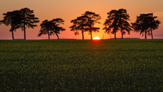 Sunset forest trees autumn fireworks - tree and a sunset in the background free wallpaper