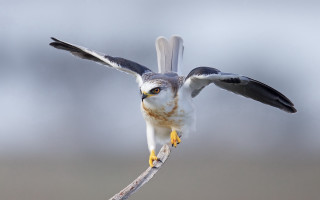 Bird wing flying branch open - open free wallpaper