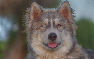 Dog blue eyes brown fur - a blue eye free wallpaper