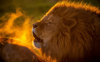Lion roaring watching fire embers - a lion free wallpaper for desktop