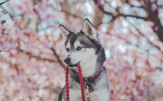 Husky red leash cherry blossoms - bloom free wallpaper