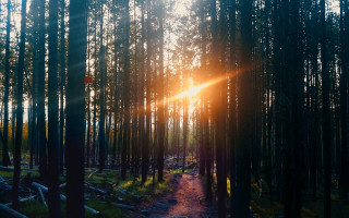 Woods path sunshine trees cityscape - a path free wallpaper