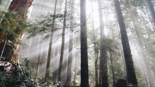 Forest sunbeams ruins longhair nature - sunbeam free wallpaper