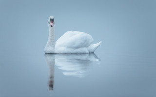 White swan reflection minimalism pale - a white swan free wallpaper