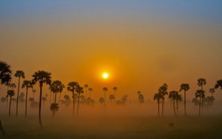 Foggy sunrise palm trees person - the distance in the foreground free wallpaper