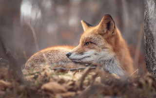 Sad fox woods portrait blurry - a fox free wallpaper