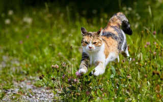 Cat running field flowers sun - its front paw free wallpaper
