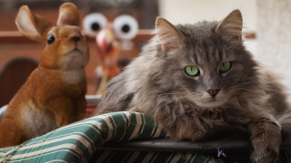 White cat shiba inu blurry - stuffed free wallpaper for desktop