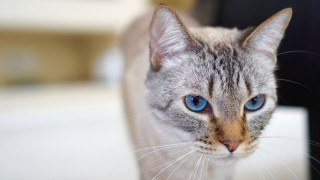 Blue eyes cat closeup blur - felix octavius carr darley free wallpaper for desktop
