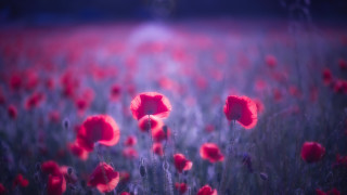 Red flowers person vivid color - the distance in the distance free wallpaper