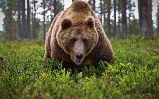 Brown bear walking lush green - a brown bear free wallpaper