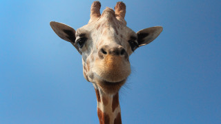 Giraffe sky blue clouds outdoors - thin free wallpaper